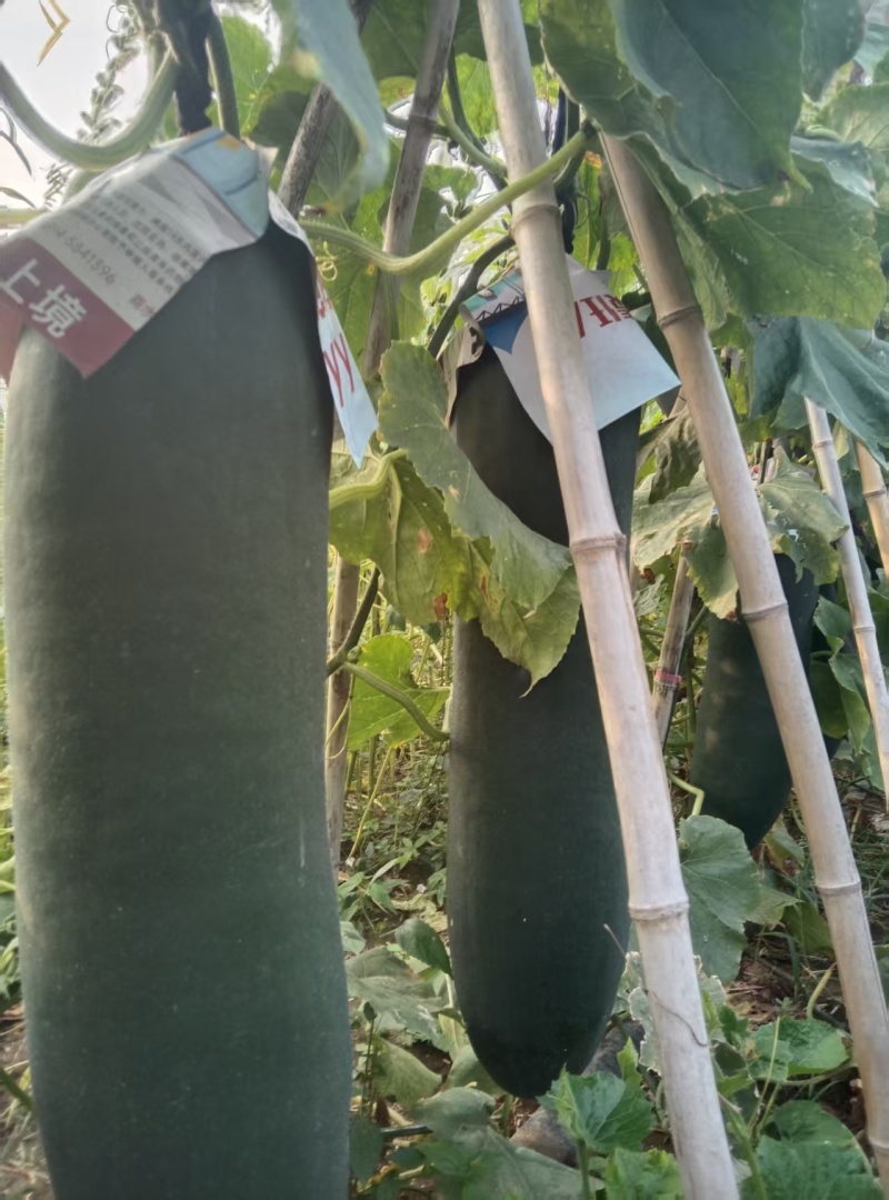 周口吊冬瓜三个八品种承接加工批发市场社区团购电商表皮干净
