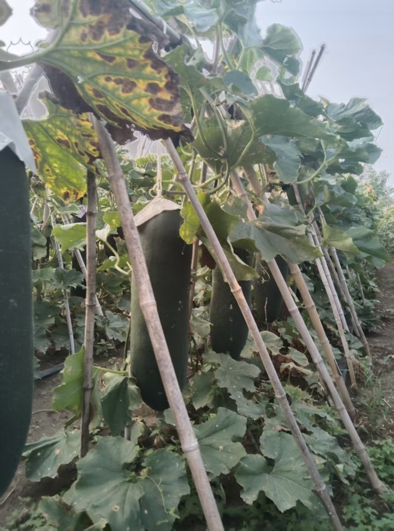 周口吊冬瓜三个八品种承接加工批发市场社区团购电商表皮干净