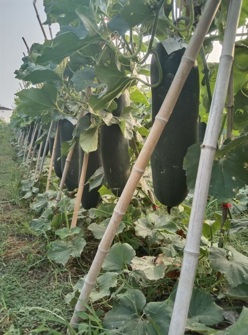 河南黑皮冬瓜瓜形端正货量大自家种植随来随装按要求分拣打包
