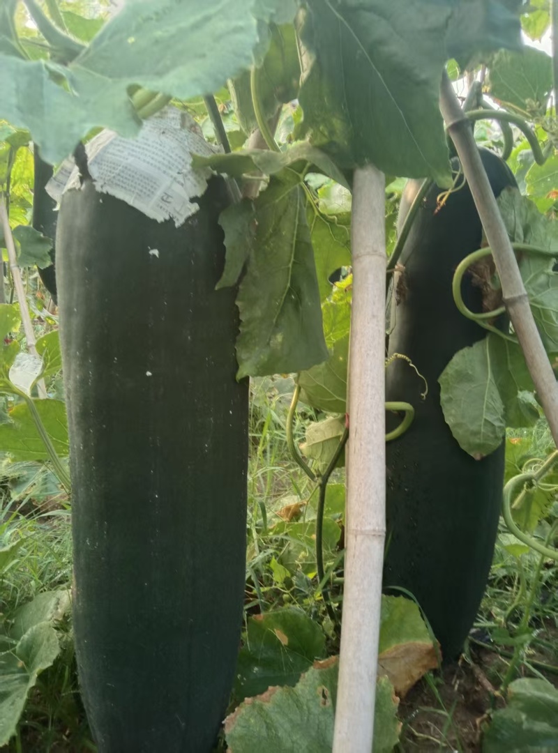 河南黑皮冬瓜瓜形端正货量大自家种植随来随装按要求分拣打包