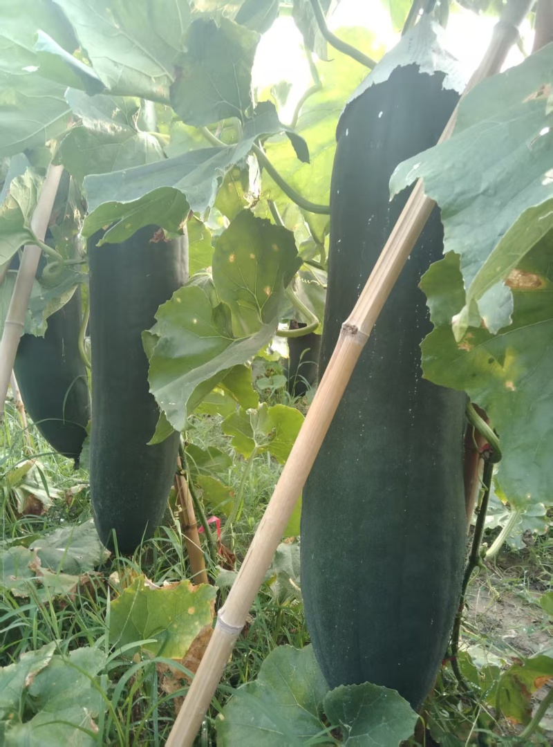 河南黑皮冬瓜瓜形端正货量大自家种植随来随装按要求分拣打包
