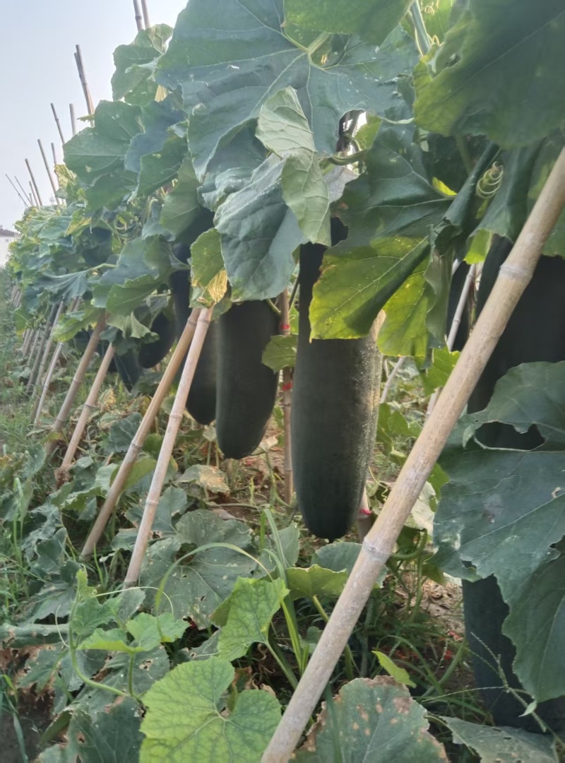 河南黑皮冬瓜瓜形端正货量大自家种植随来随装按要求分拣打包