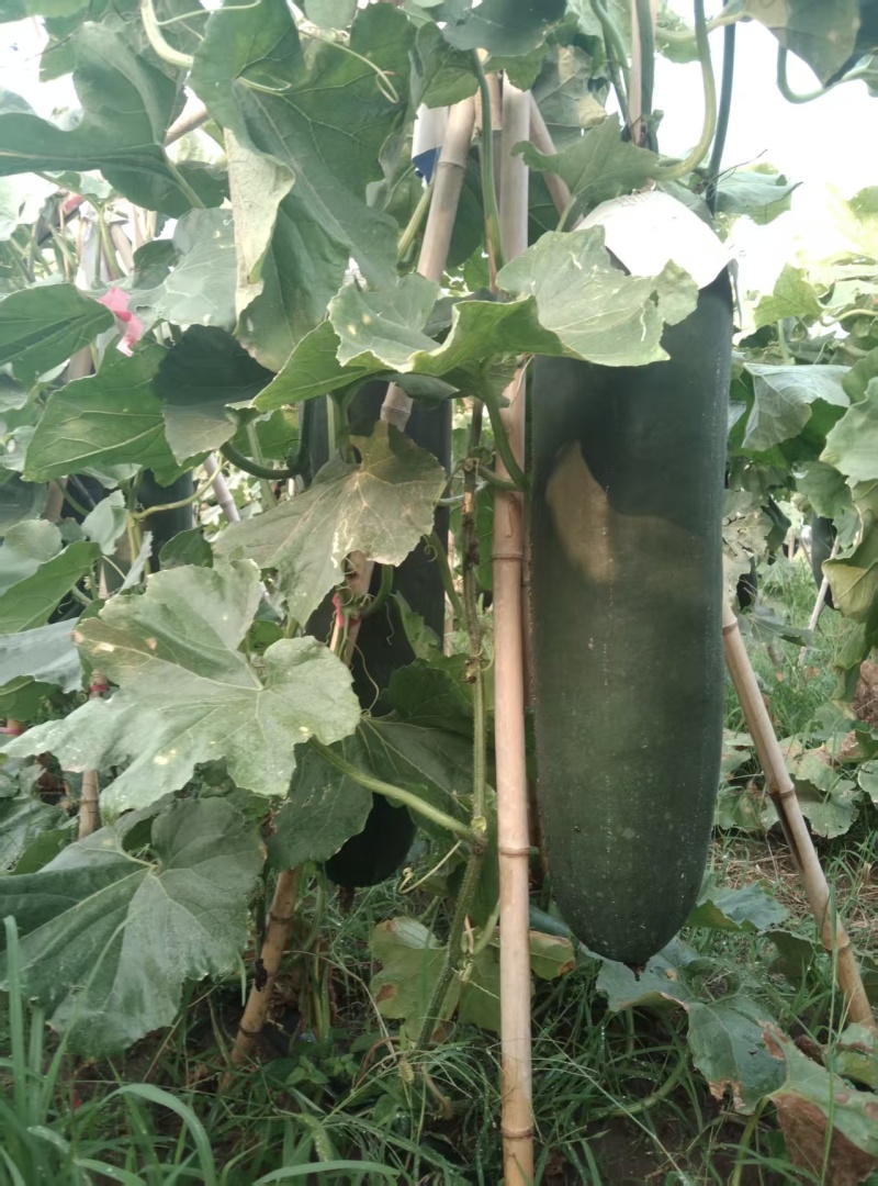 河南黑皮冬瓜瓜形端正货量大自家种植随来随装按要求分拣打包