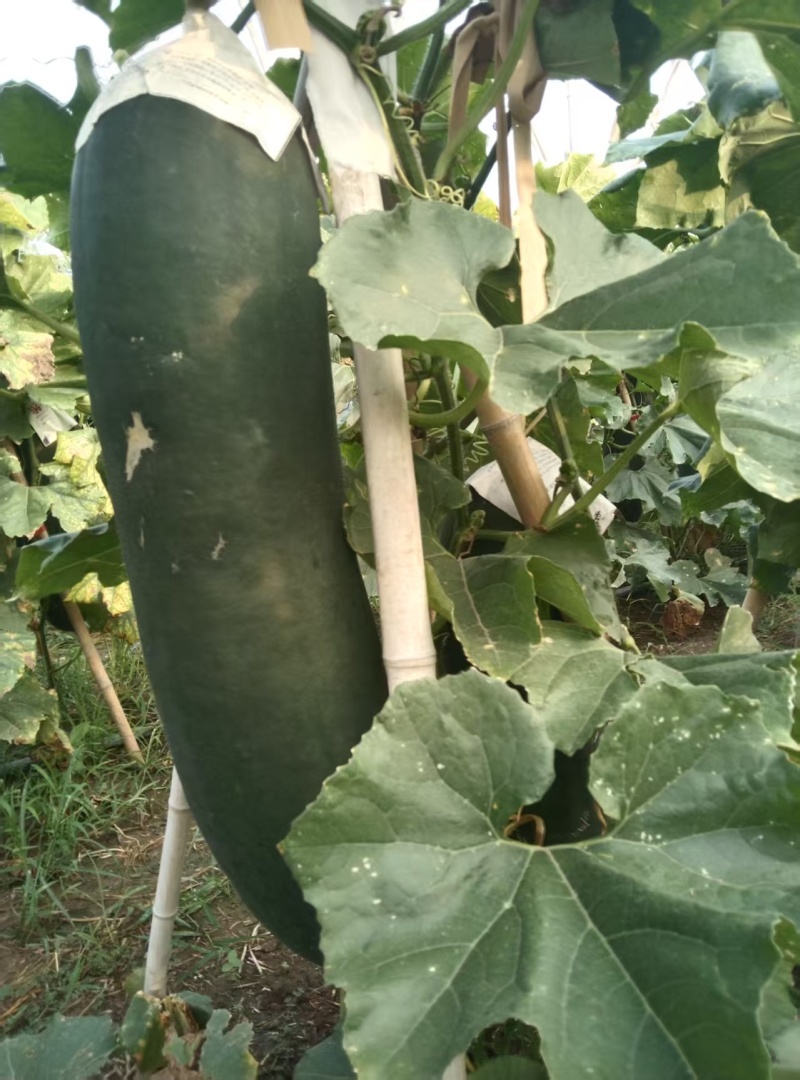 河南黑皮冬瓜瓜形端正货量大自家种植随来随装按要求分拣打包
