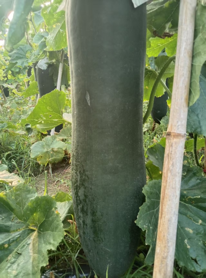 河南黑皮冬瓜瓜形端正货量大自家种植随来随装按要求分拣打包