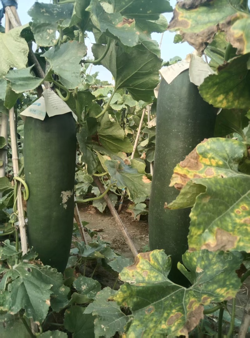 河南黑皮冬瓜瓜形端正货量大自家种植随来随装按要求分拣打包