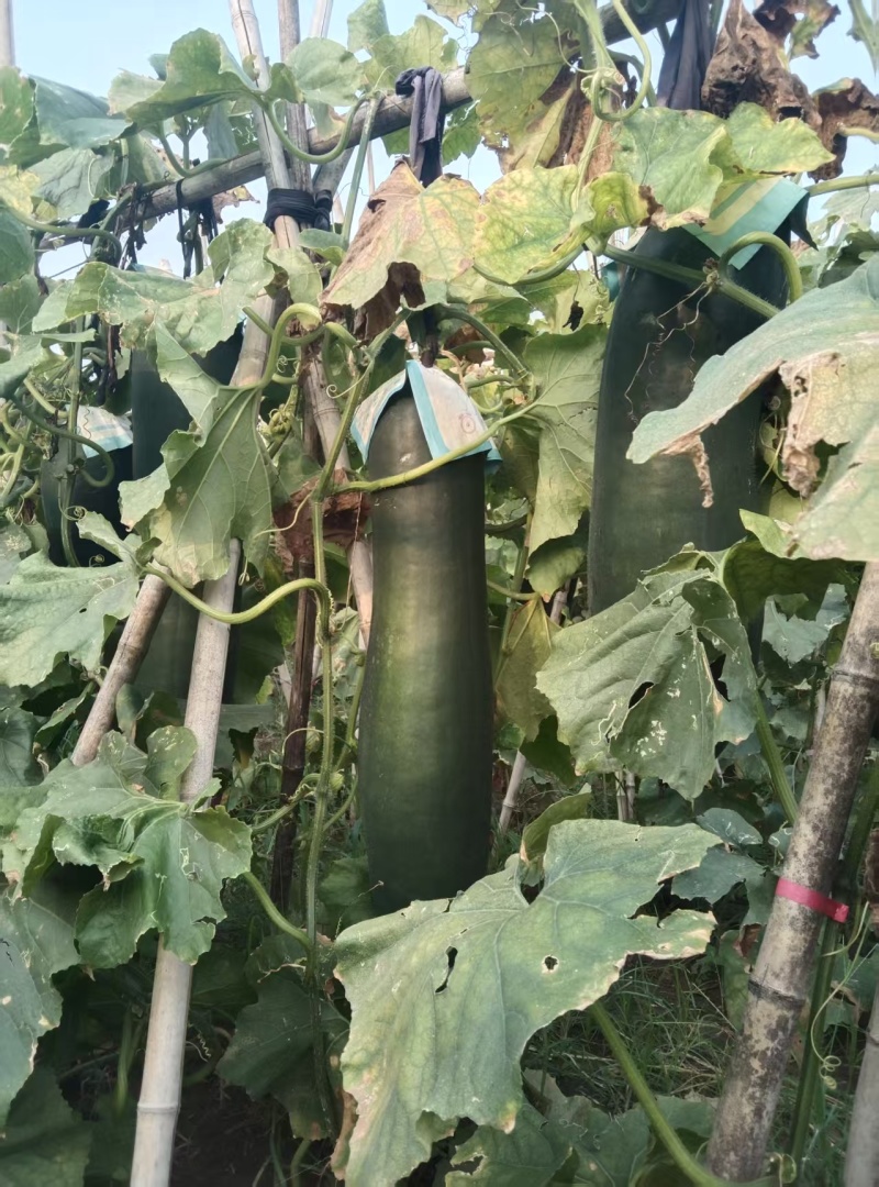 河南黑皮冬瓜瓜形端正货量大自家种植随来随装按要求分拣打包