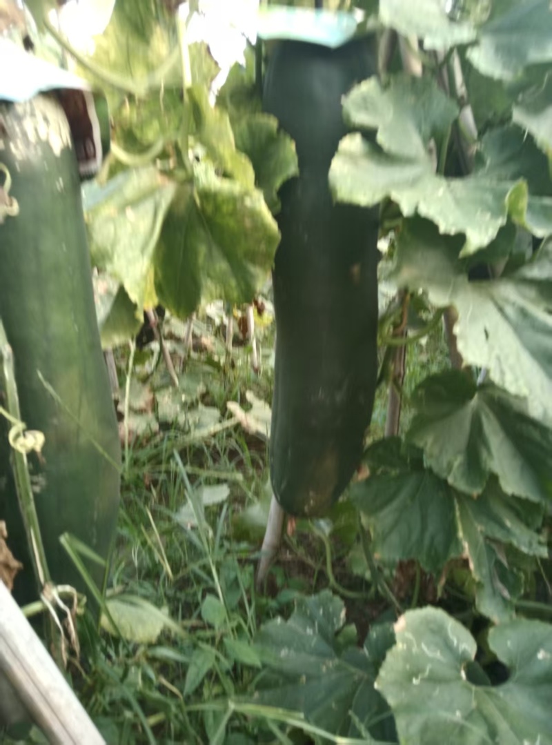 河南黑皮冬瓜瓜形端正货量大自家种植随来随装按要求分拣打包