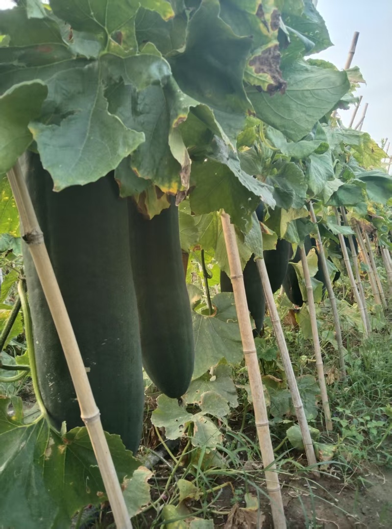 河南黑皮冬瓜瓜形端正货量大自家种植随来随装按要求分拣打包