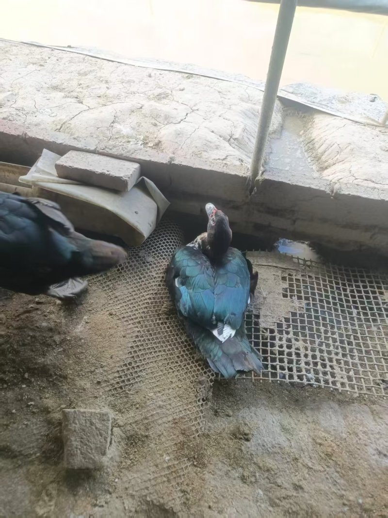 鸳鸯鸭精品鸭基地直发量大从优保证品质欢迎咨询