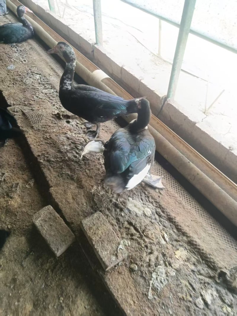 鸳鸯鸭精品鸭基地直发量大从优保证品质欢迎咨询