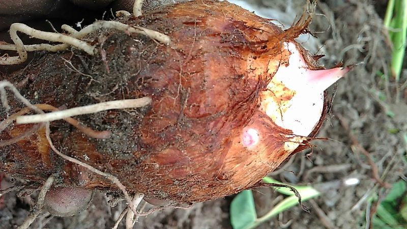 芋头红芽芋头基地供应量大质优价格优惠一手货源