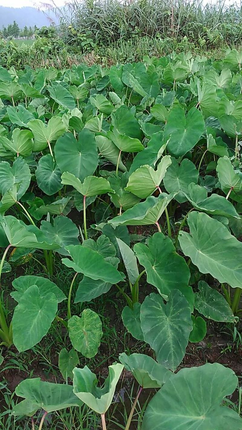 芋头红芽芋头基地供应量大质优价格优惠一手货源