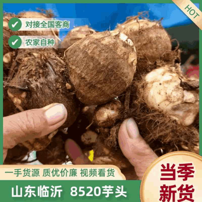 临沂芋头大小规格都有干净土少完整无机械伤加工批发电商团购都做