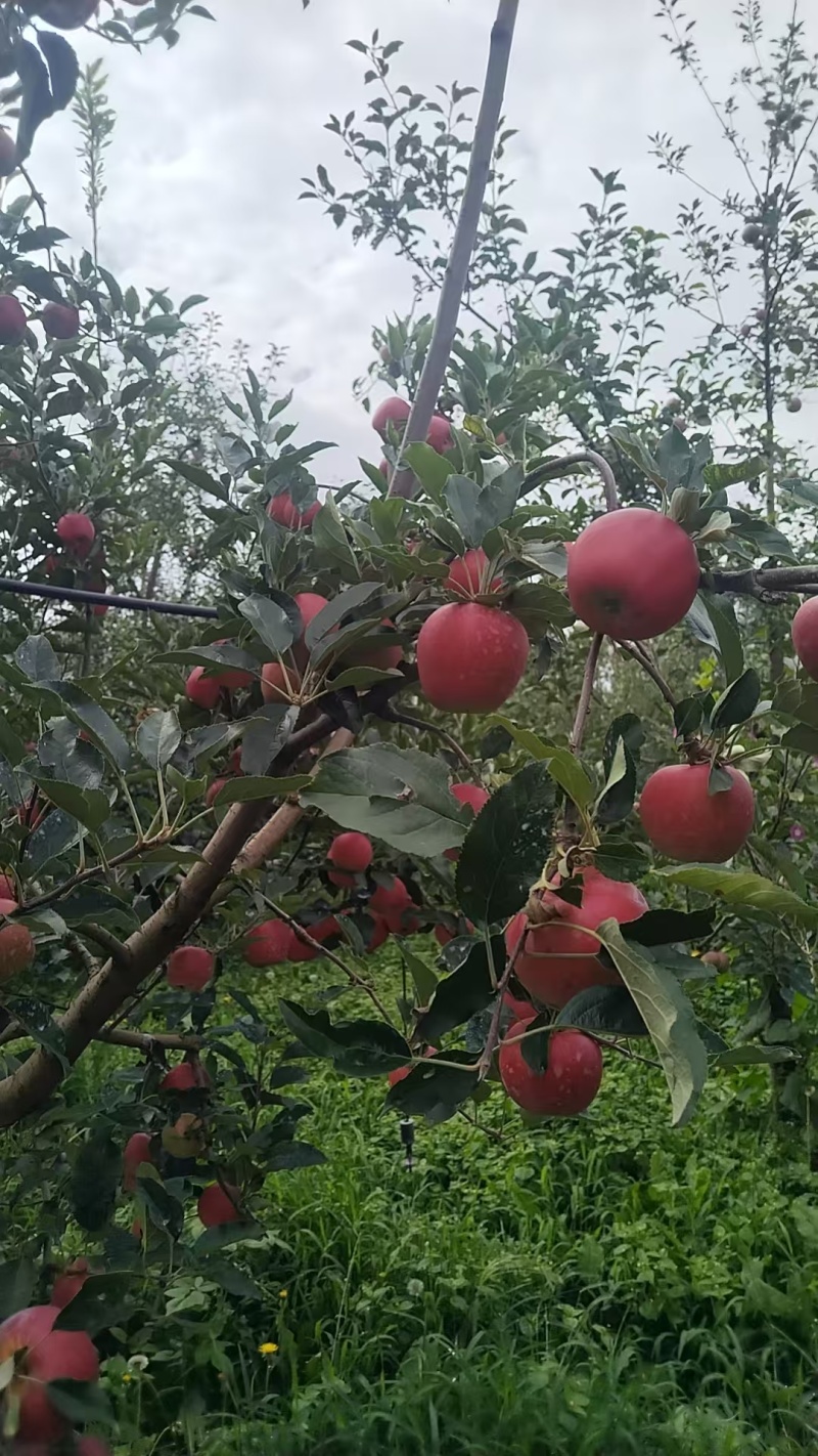 四川凉山嘎啦苹果大量上市/精品嘎啦苹果一手货源量大优惠