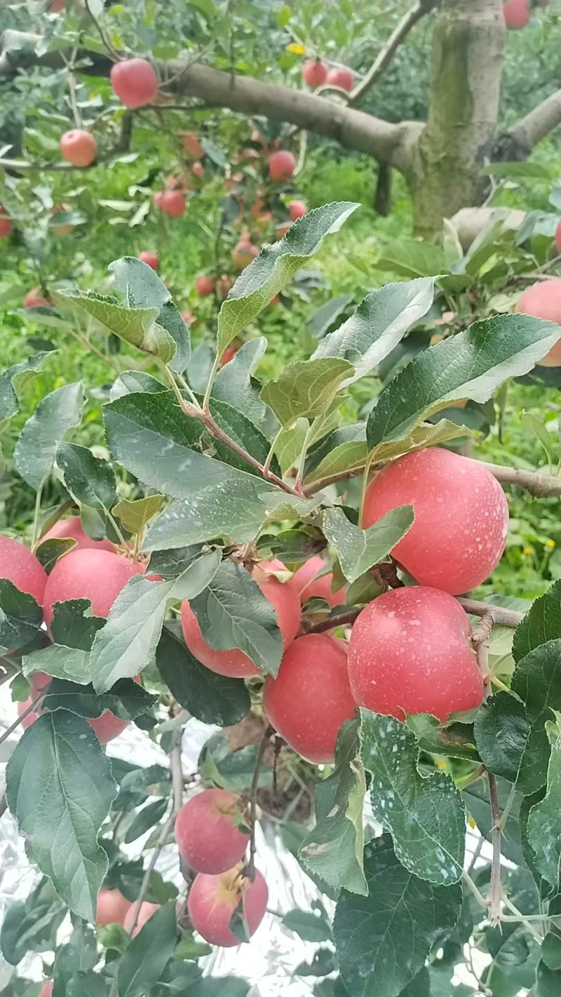 四川凉山嘎啦苹果大量上市/精品嘎啦苹果一手货源量大优惠