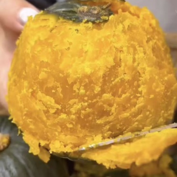山东精品南瓜惠和一号贝贝南瓜/量大价优/可视频看货/