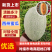 内蒙哈密瓜额济纳旗西州蜜瓜脆甜多汁基地直供保证品质