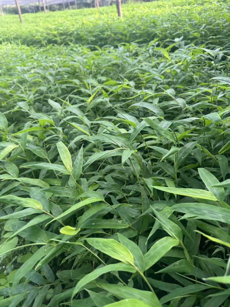 方竹苗四川竹子苗基地直发量大从优欢迎来电咨询