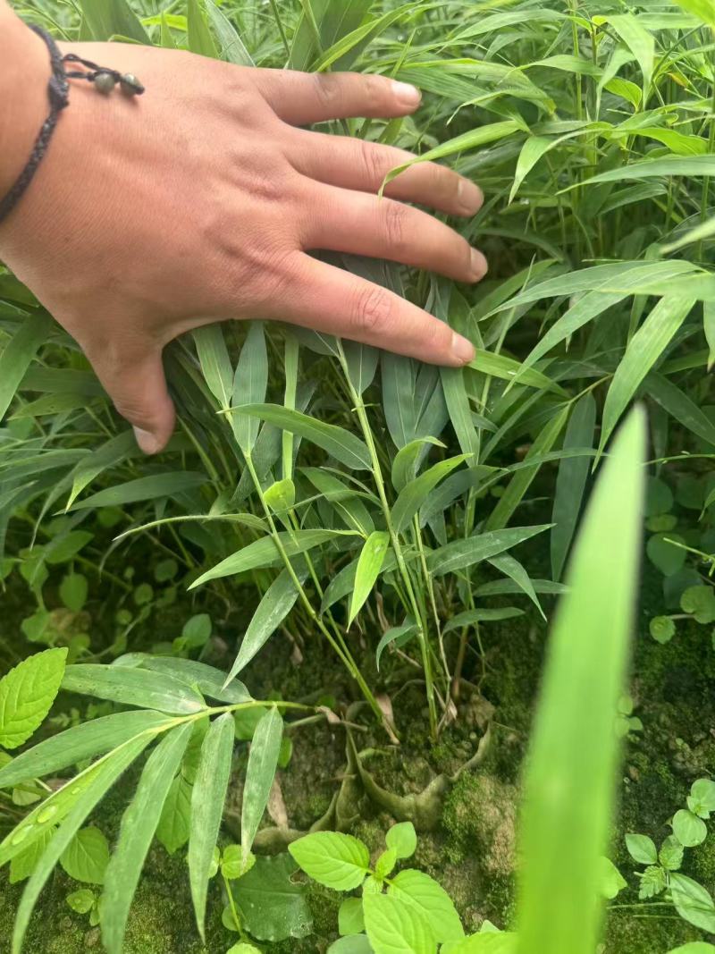 方竹苗四川竹子苗基地直发量大从优欢迎来电咨询