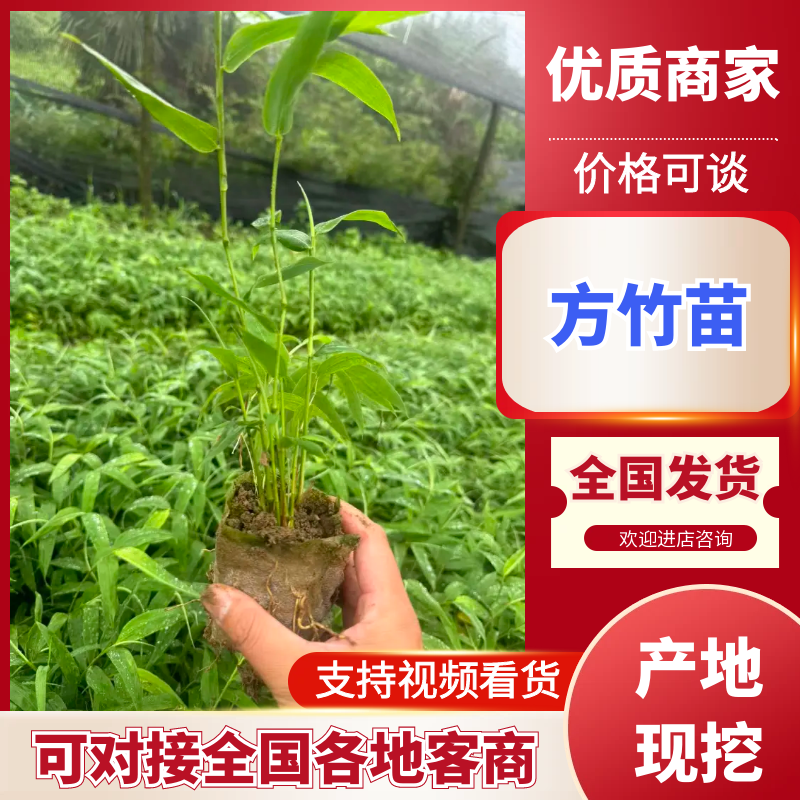 方竹苗四川竹子苗基地直发量大从优欢迎来电咨询