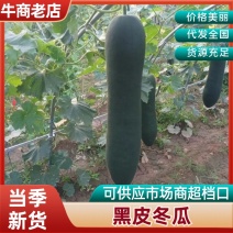 河南黑皮冬瓜货量大大小规格都有物美价廉随来随装大长条瓜形好