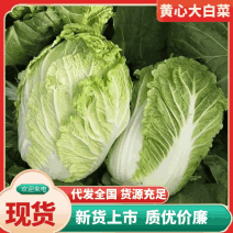 白菜承接加工批发市场社区团购直播带货现场看货订货满意为止
