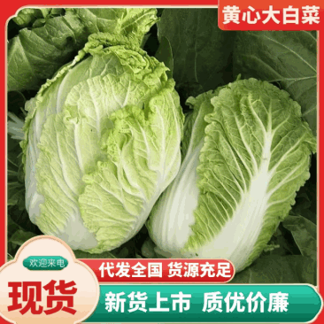 白菜承接加工批发市场社区团购直播带货现场看货订货满意为止