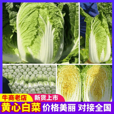 白菜黄心白菜无烧边烧心黑点病虫害大小规格都有按需求分拣