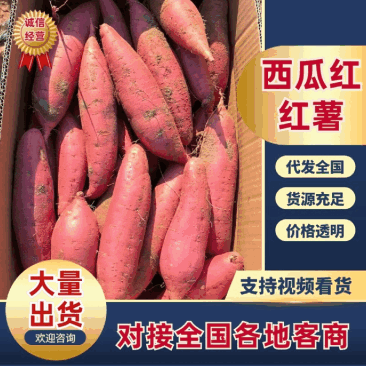 【西瓜红】开封通许红薯货量大沙地种植无擦伤无断头薯形好