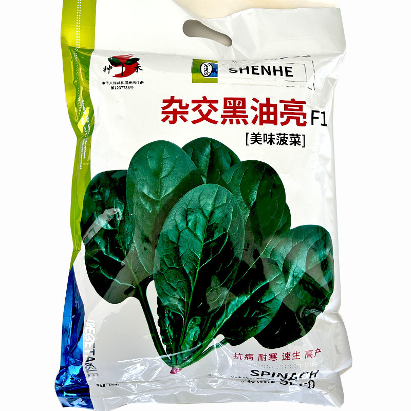 杂交黑油亮耐寒菠菜种子耐抽薹半圆黑叶厚菠菜高产