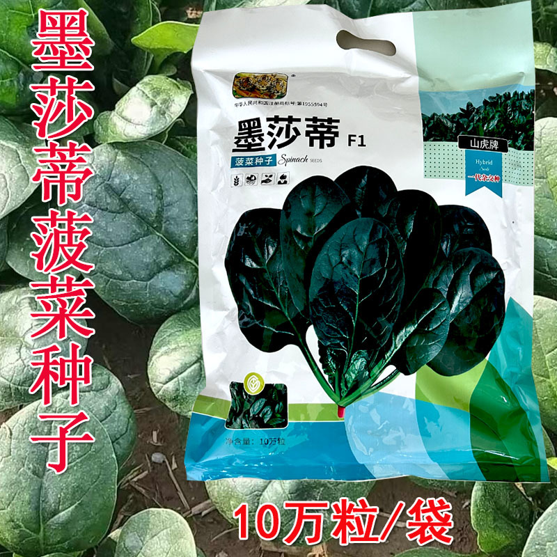 菠菜种子墨莎蒂杂交菠菜种子墨绿油光泽耐寒耐热基地