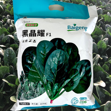 菠菜种子黑晶耀杂交菠菜种子墨绿叶耐寒耐热耐抽苔