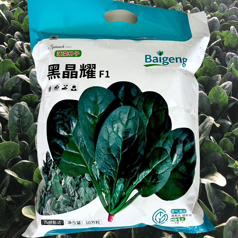 菠菜种子黑晶耀杂交菠菜种子墨绿叶耐寒耐热耐抽苔