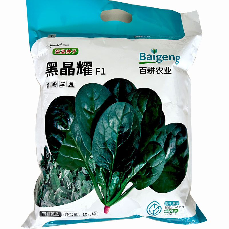 菠菜种子黑晶耀杂交菠菜种子墨绿叶耐寒耐热耐抽苔