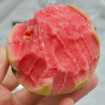 精品西瓜红芭乐大量上市，全国发货货源充足量大从优致电联系
