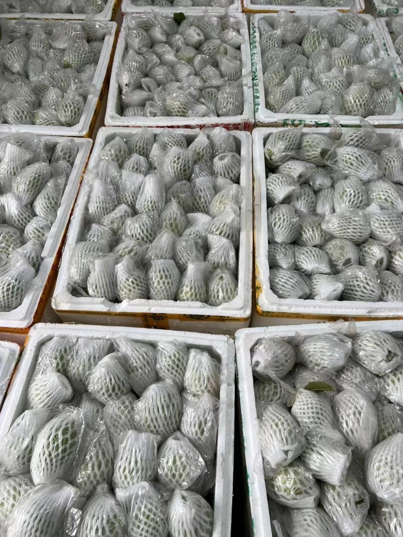 精品西瓜红芭乐大量上市，全国发货货源充足量大从优致电联系