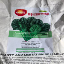 四季肉菠菜种子TY6002进口大叶菠菜种子耐抽速生直立