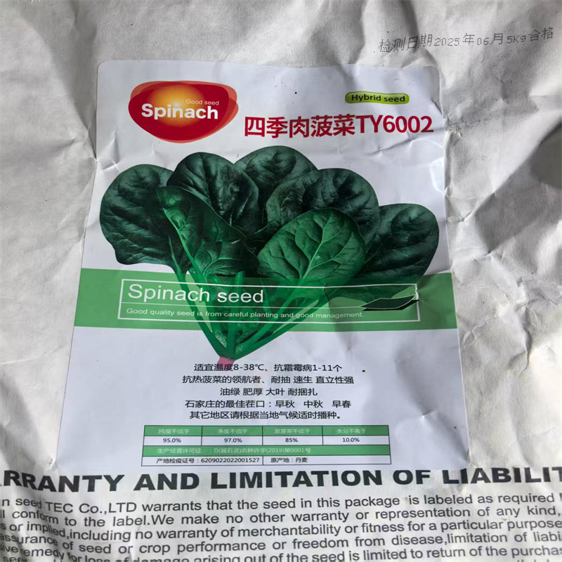 四季肉菠菜种子TY6002进口大叶菠菜种子耐抽速生直立