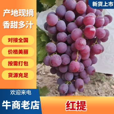 陕西渭南葡萄/精品红提/个大果甜/量大价优/保质/欢迎采购