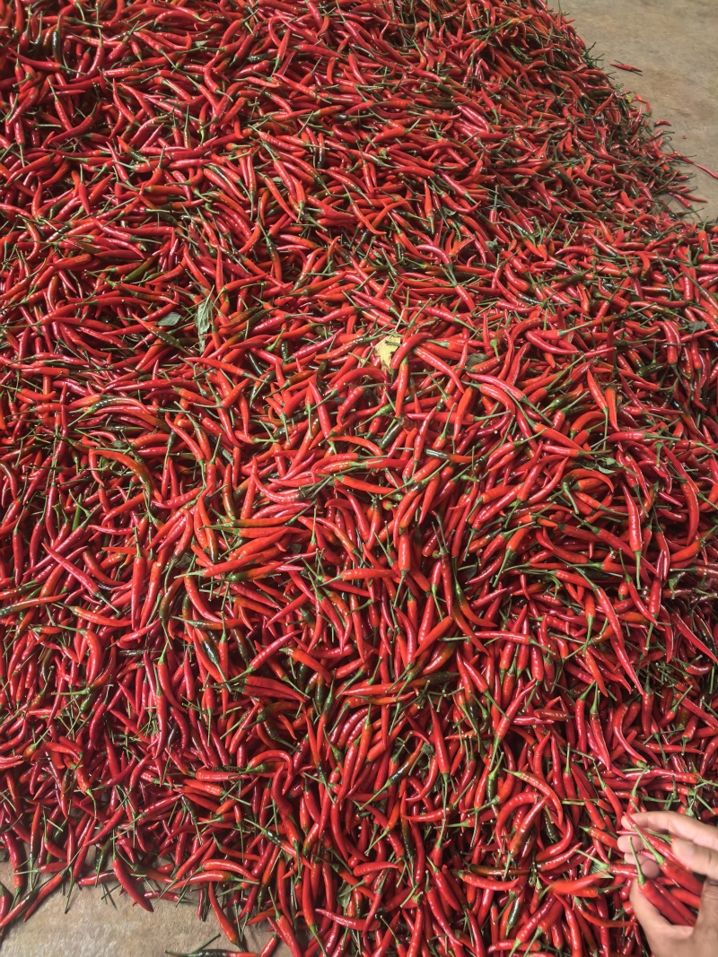 泡椒腌制菜泡小米椒厂家直供资质齐全可以装箱装袋装瓶常年有货