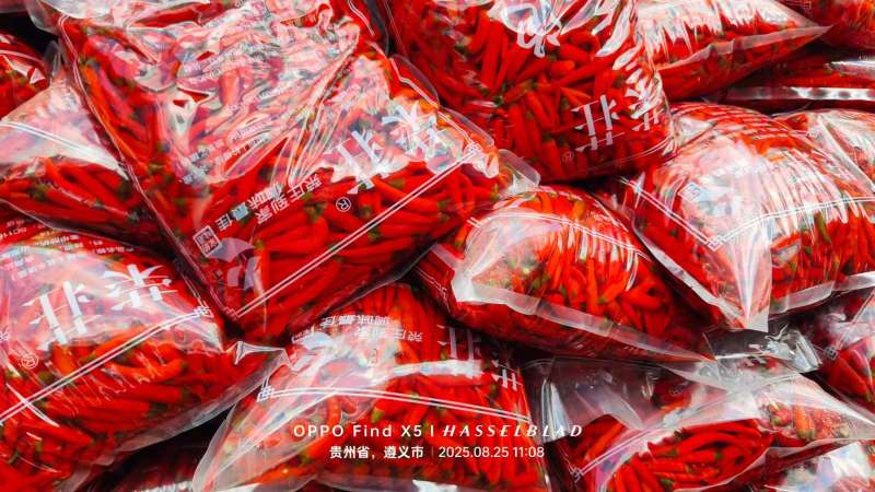 泡椒腌制菜泡小米椒厂家直供资质齐全可以装箱装袋装瓶常年有货