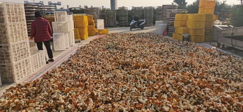 陈皮驳枝陈皮产区直发保质保量供货