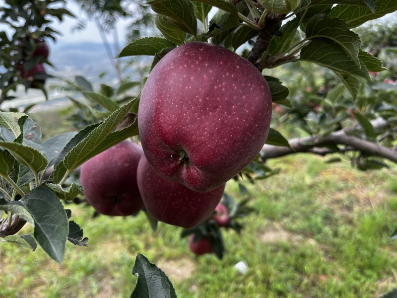【果园直采】甘肃礼县花牛苹果产地直供欢迎来电洽谈