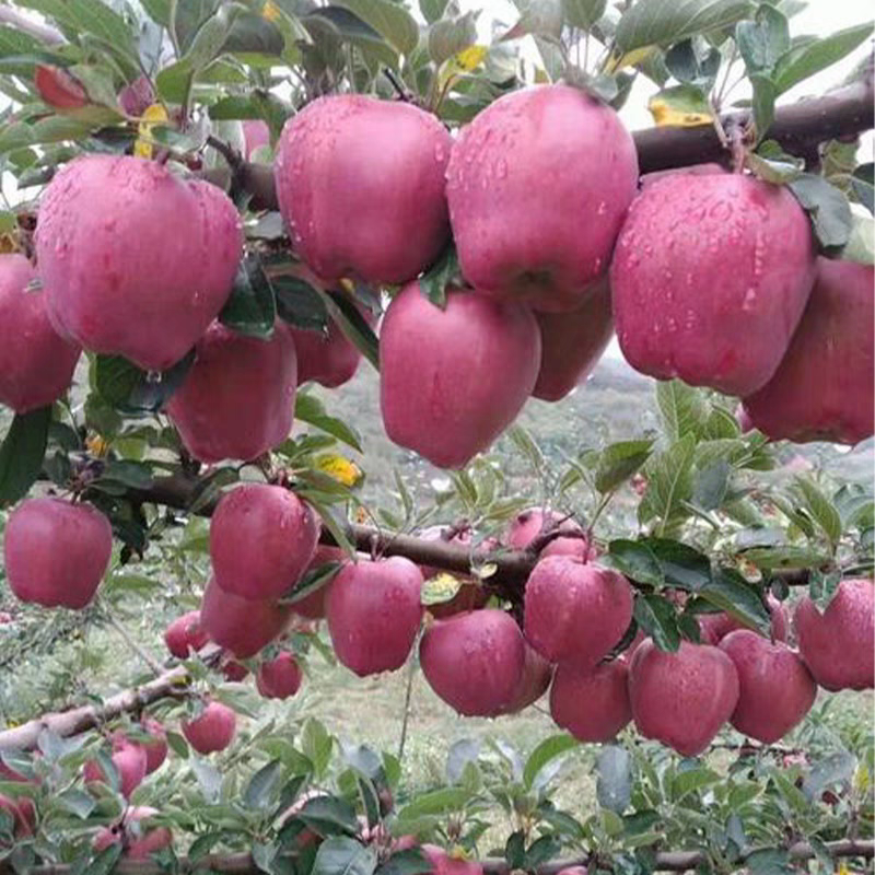 【果园直采】甘肃礼县花牛苹果产地直供欢迎来电洽谈