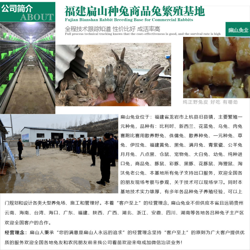 福建比利时兔子养殖基地龙岩伊拉兔子花篮兔满月1斤左右