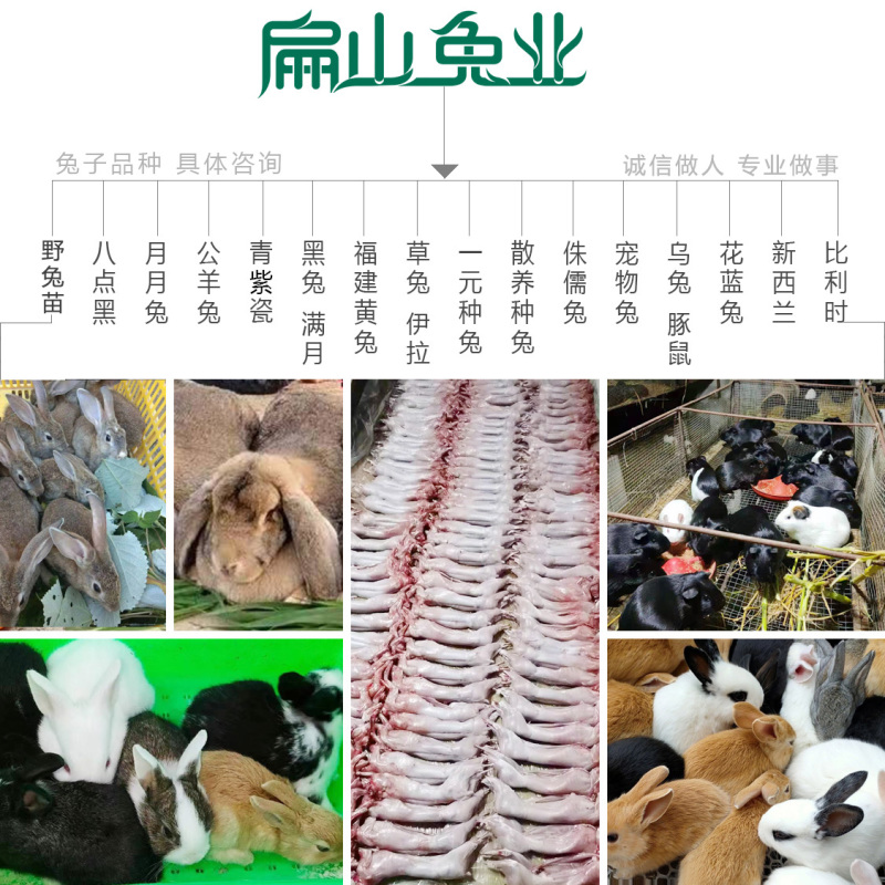 福建比利时兔子养殖基地龙岩伊拉兔子花篮兔满月1斤左右