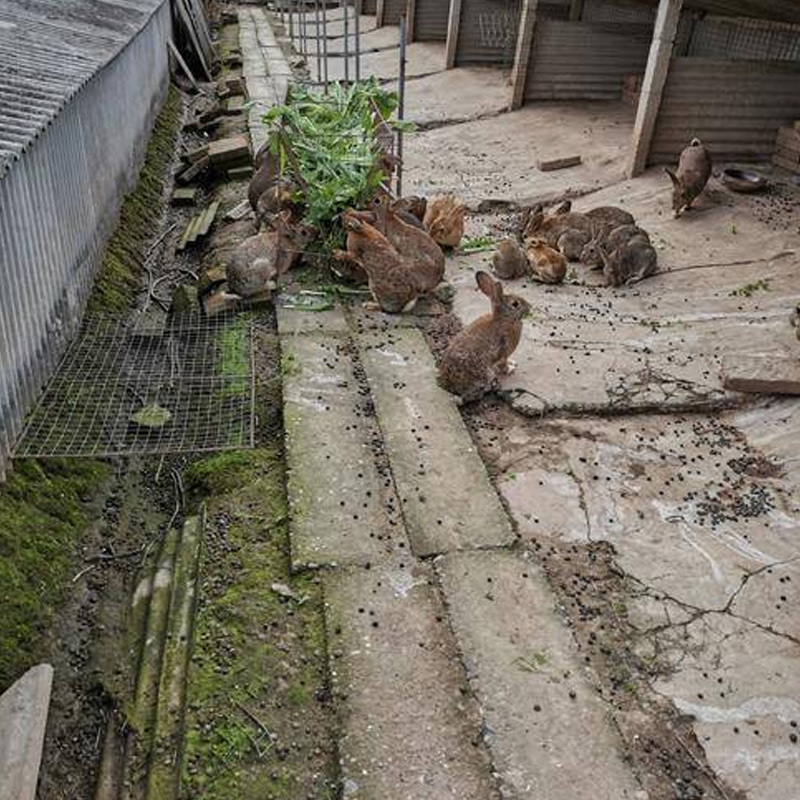 福建比利时兔子养殖基地龙岩伊拉兔子花篮兔满月1斤左右