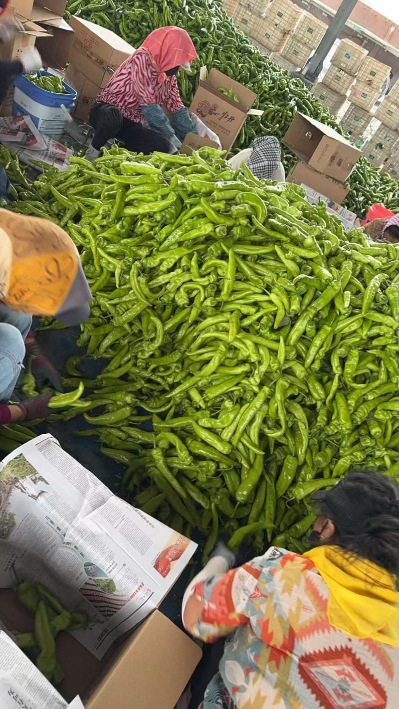 羊角椒辽宁产区直发保质保量供货对接全国