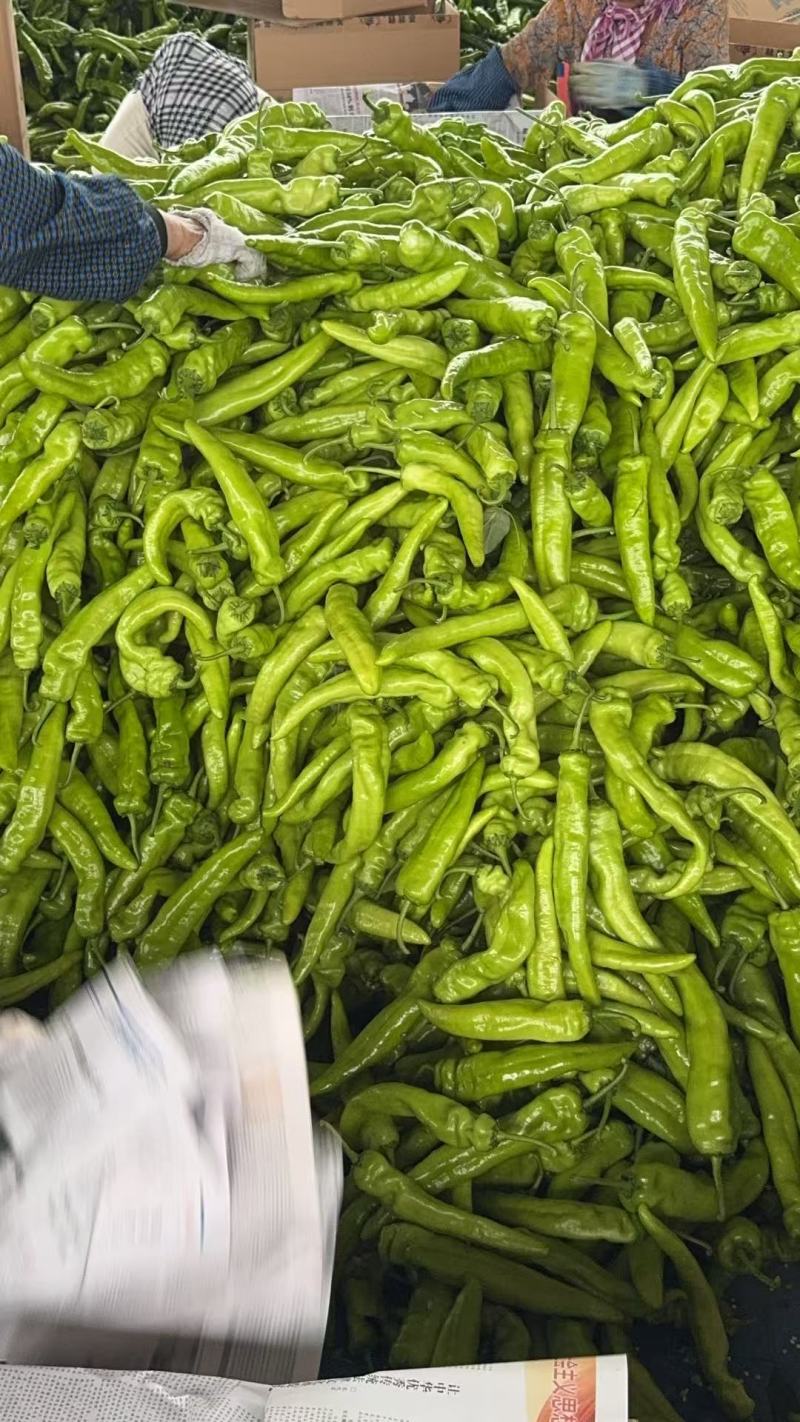 羊角椒辽宁产区直发保质保量供货对接全国